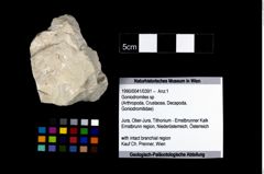 Foto (Objekt + Etikett) von Goniodromites sp  (NHMW-GEO-1990-0041-0391)